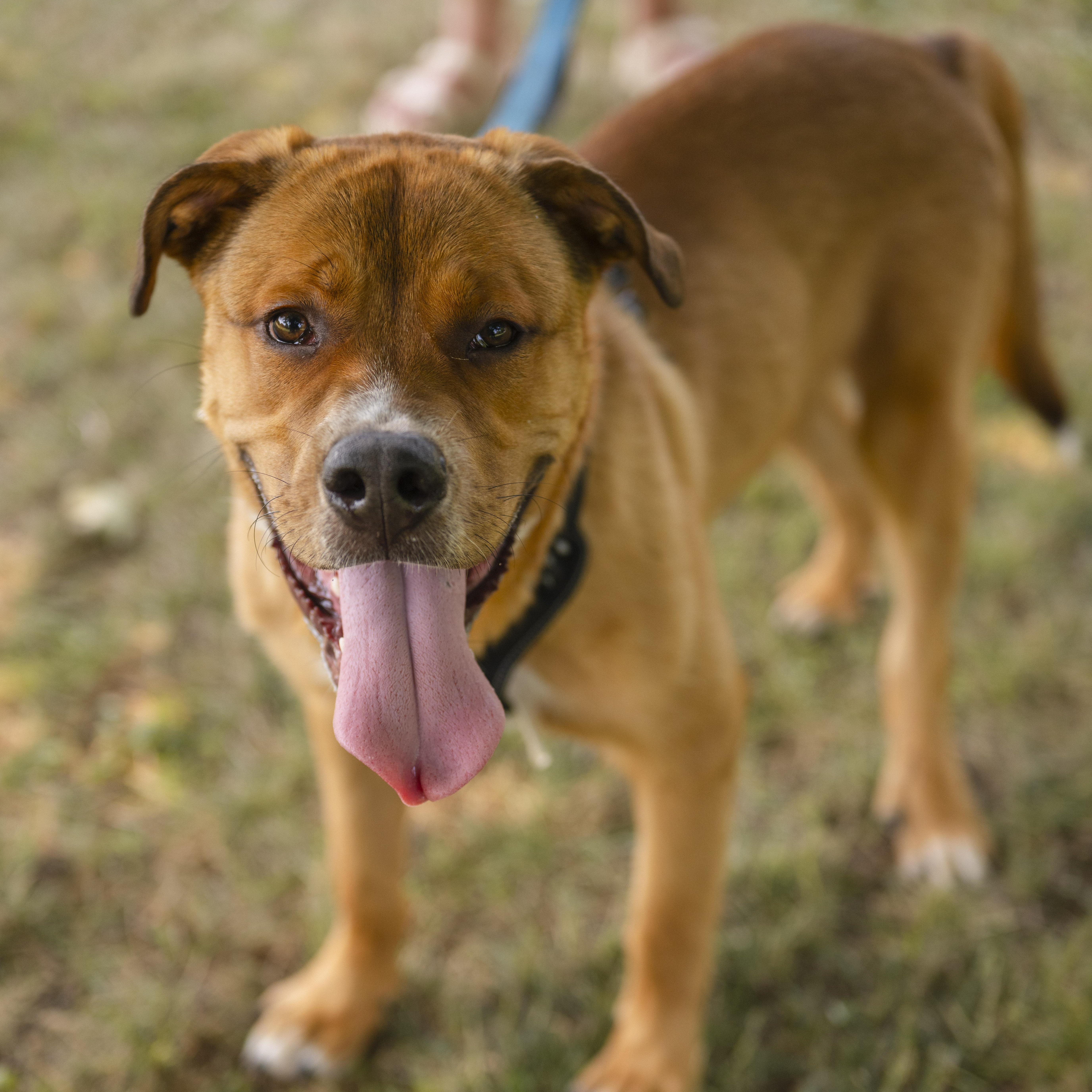 Kyle, a ADOPTABLE Mixed Breed in Mississauga, ON image 4/6