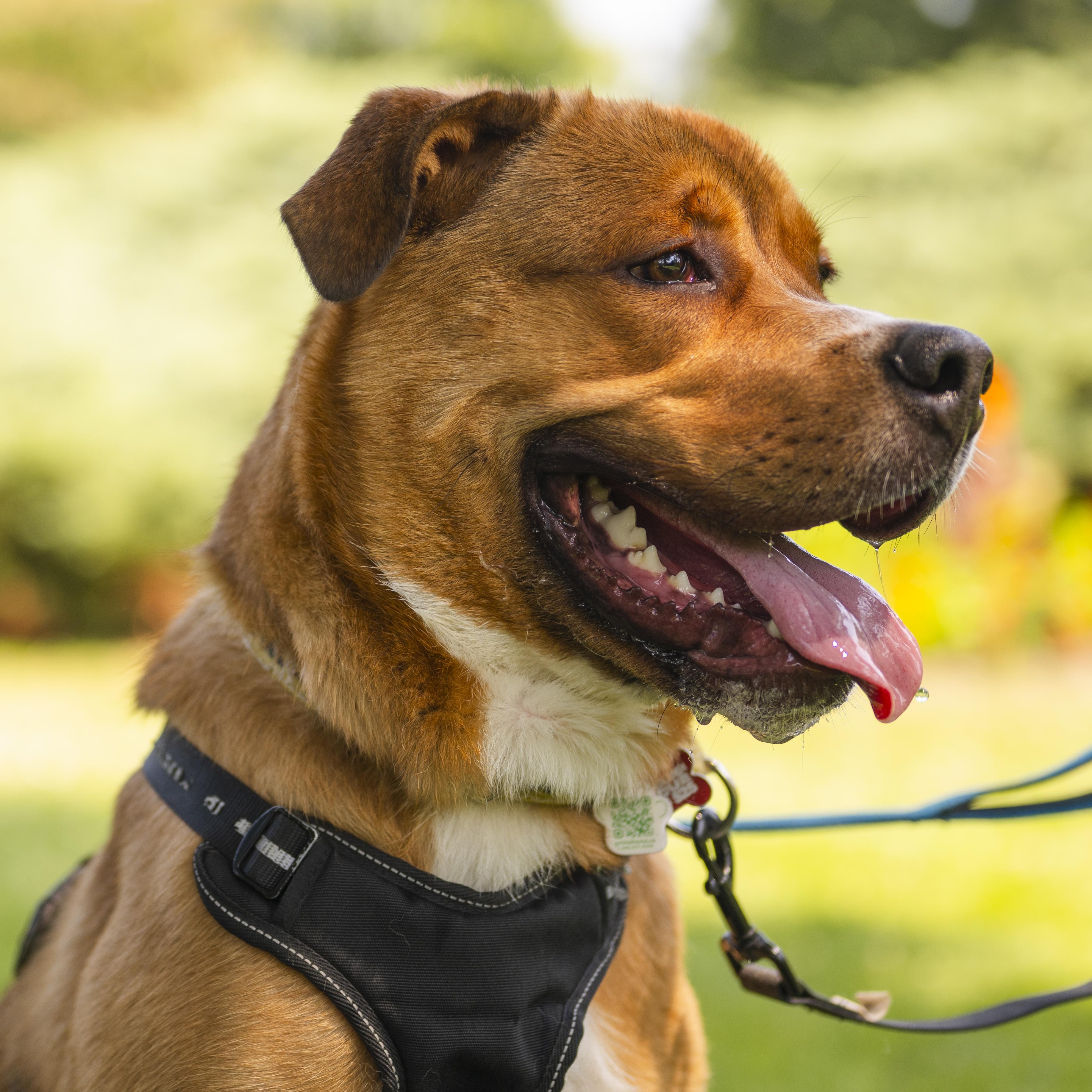 Kyle, ADOPTABLE, Young Male Mixed Breed.
