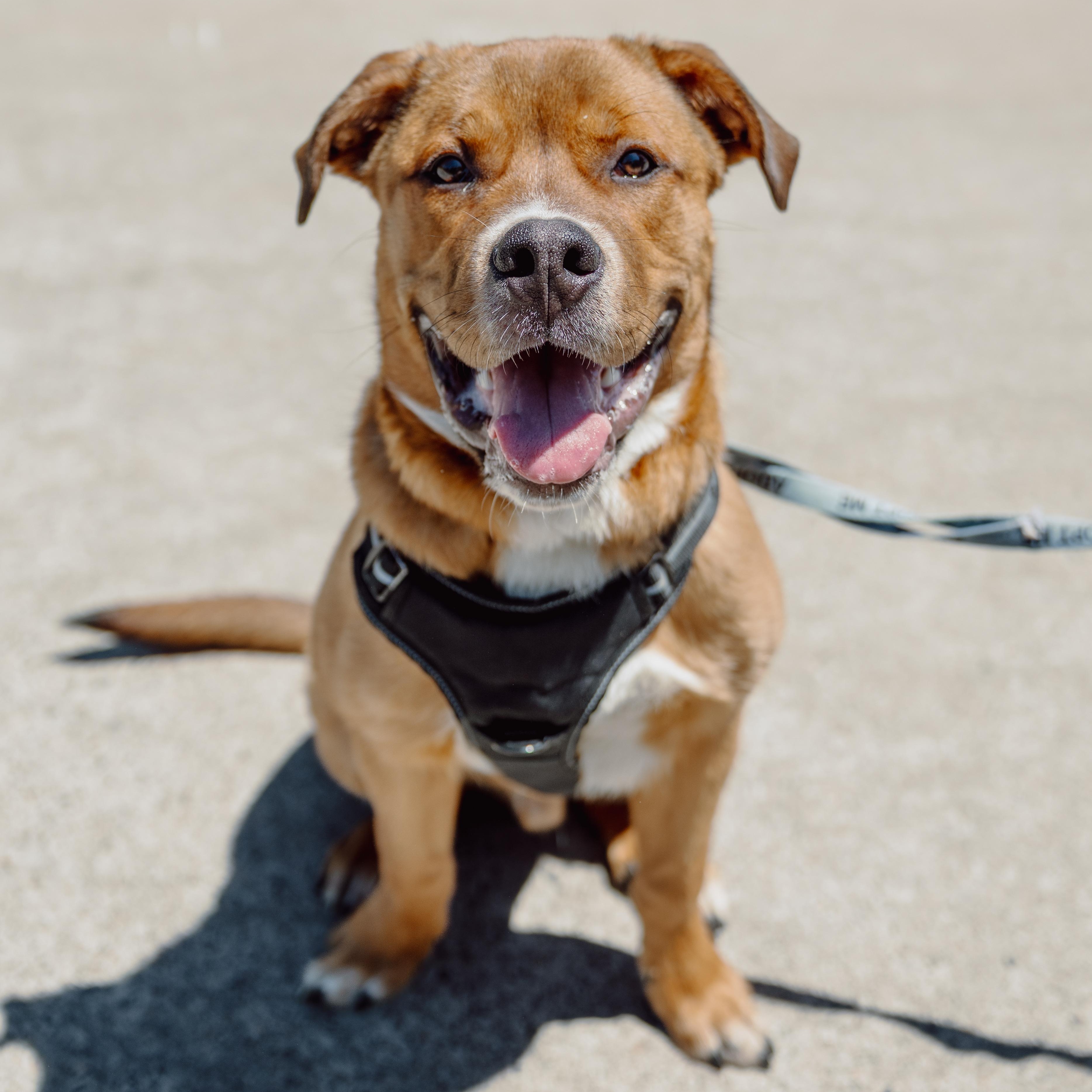 Kyle, a ADOPTABLE Mixed Breed in Mississauga, ON image 2/6