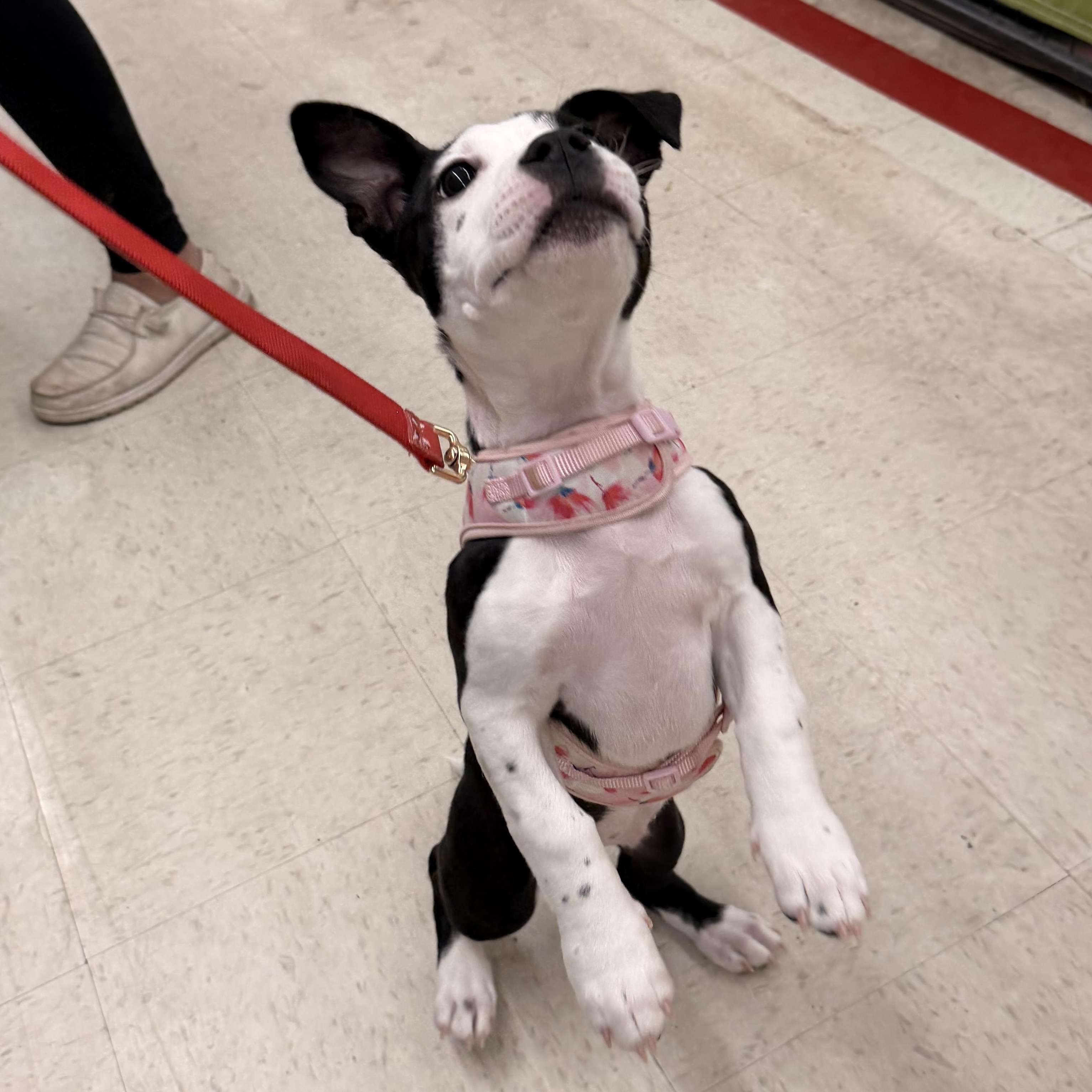 Luna , a ADOPTABLE mixed breed in Gainesville, GA image 5/6