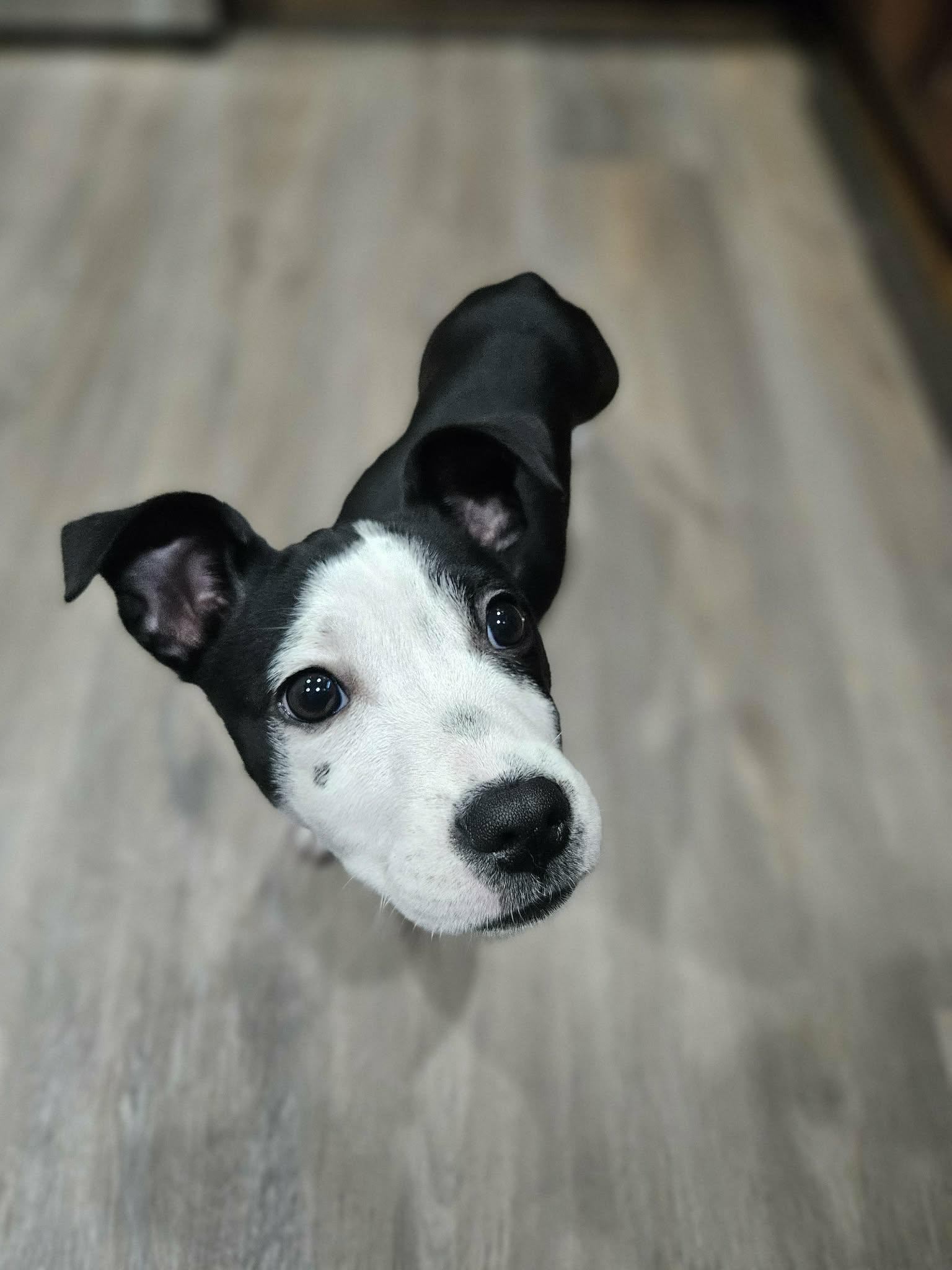 Luna , a ADOPTABLE mixed breed in Gainesville, GA image 3/6