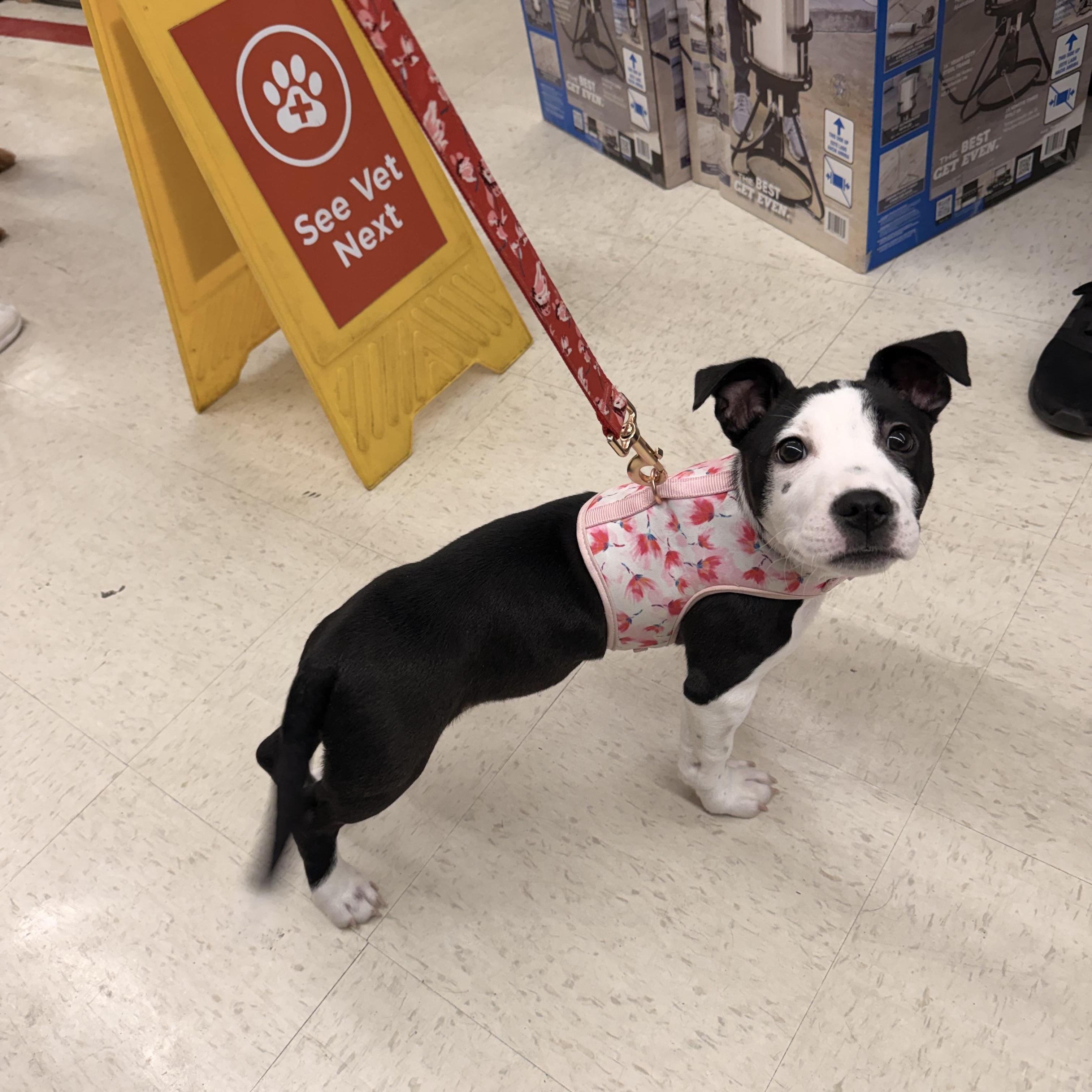 Luna , a ADOPTABLE mixed breed in Gainesville, GA image 6/6