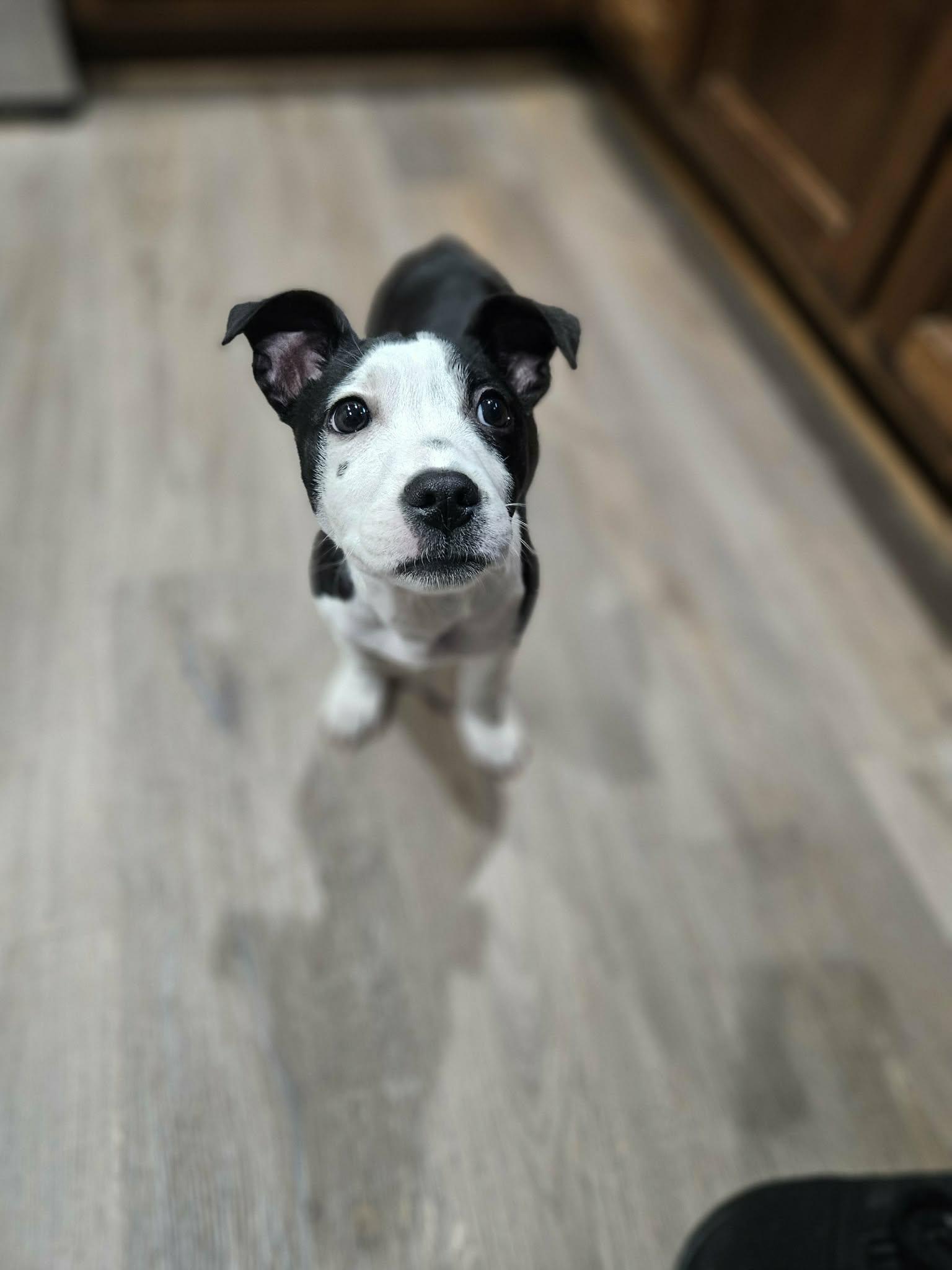 Luna , a ADOPTABLE mixed breed in Gainesville, GA image 2/6