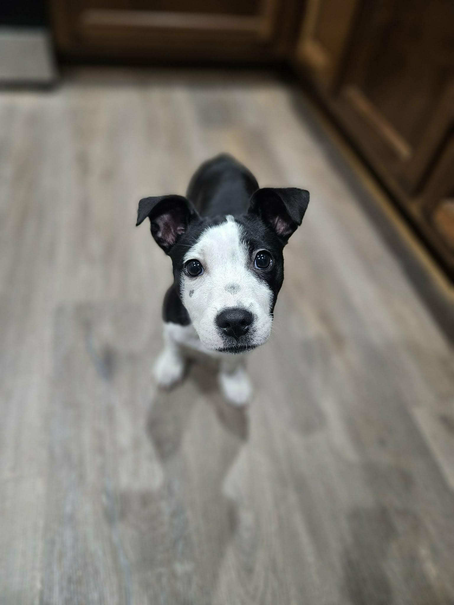 Luna , ADOPTABLE, Puppy Female Terrier.
