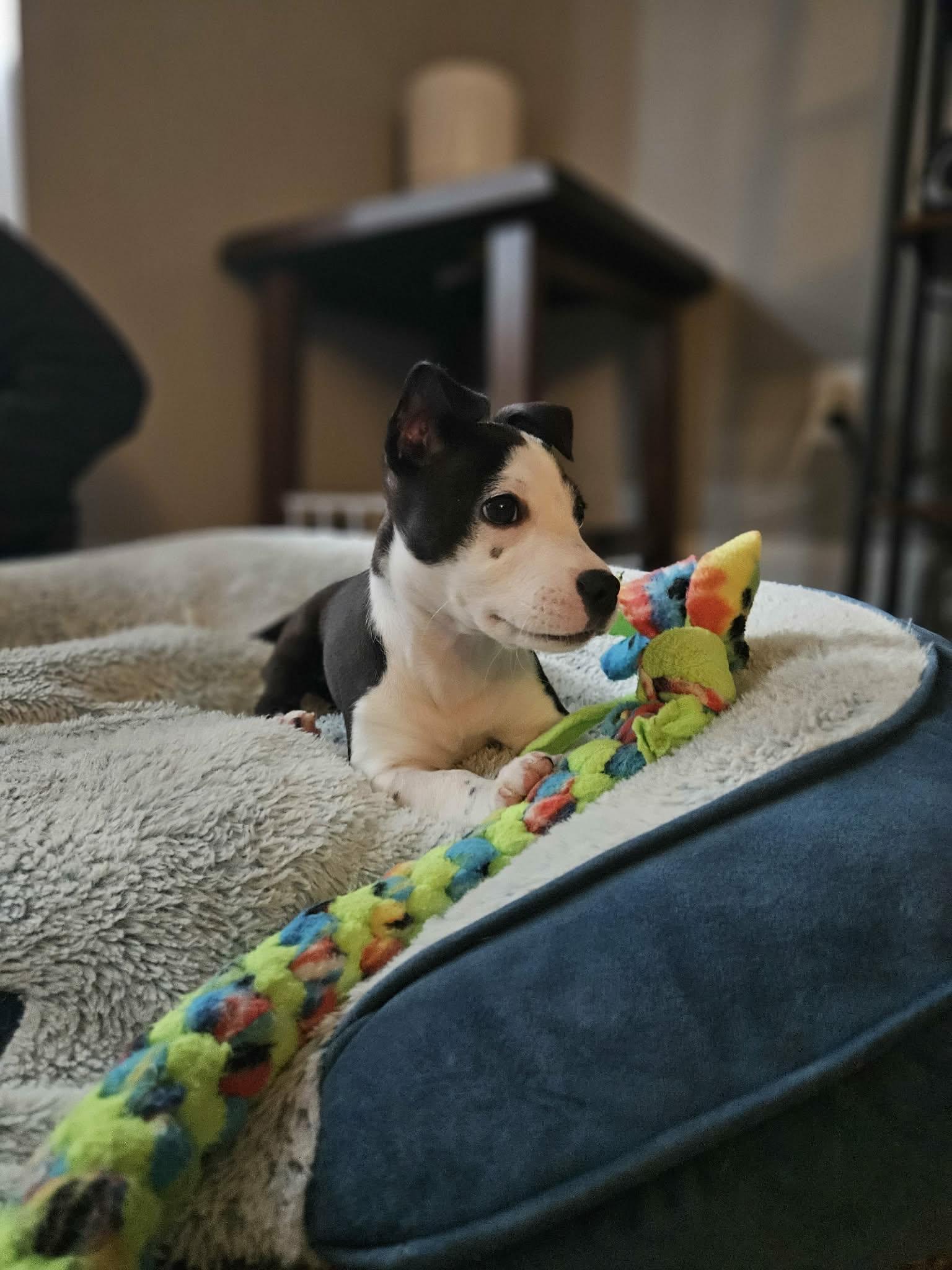 Luna , a ADOPTABLE mixed breed in Gainesville, GA image 4/6