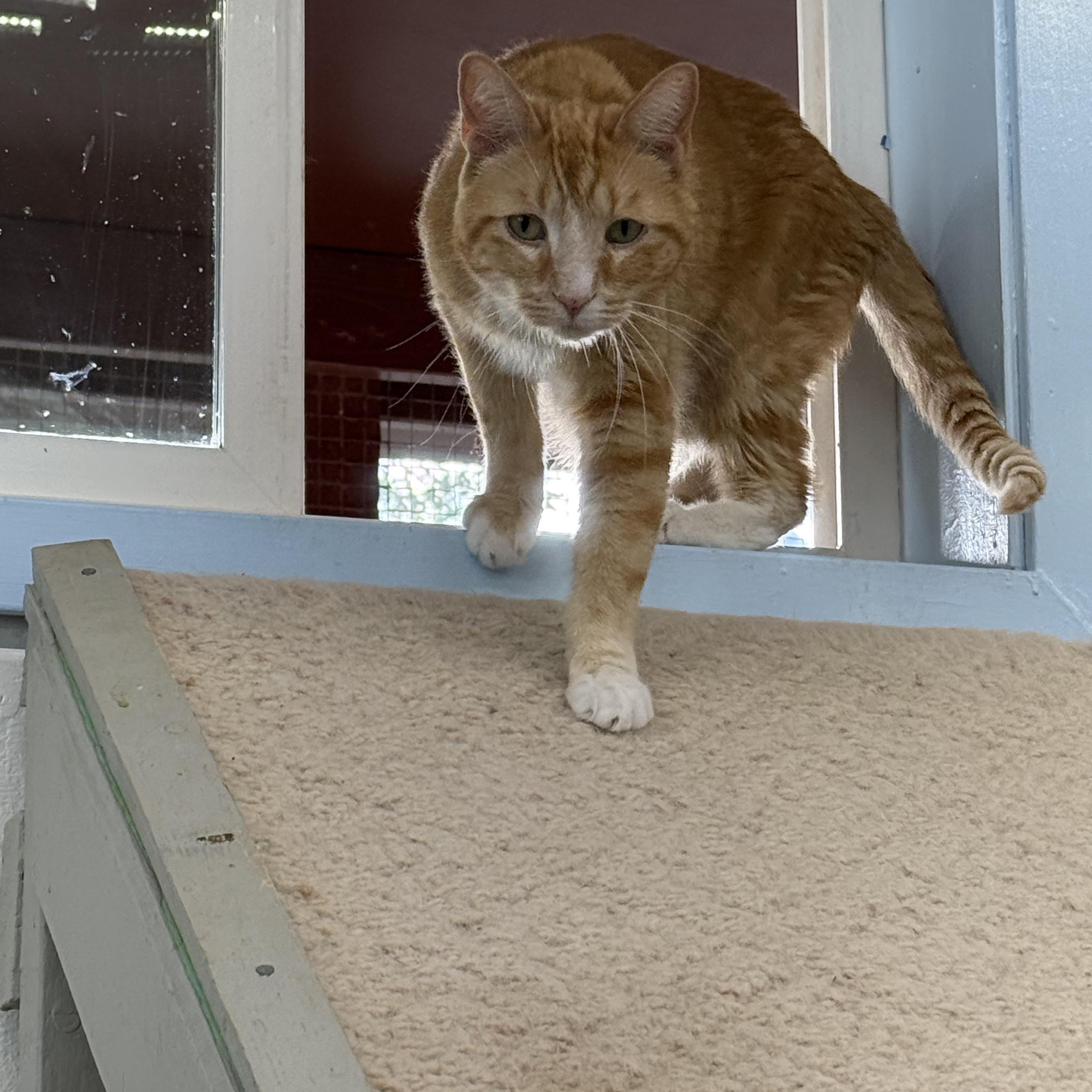 Buddy, an adoptable Domestic Short Hair in Fort Benton, MT, 59442 | Photo Image 1