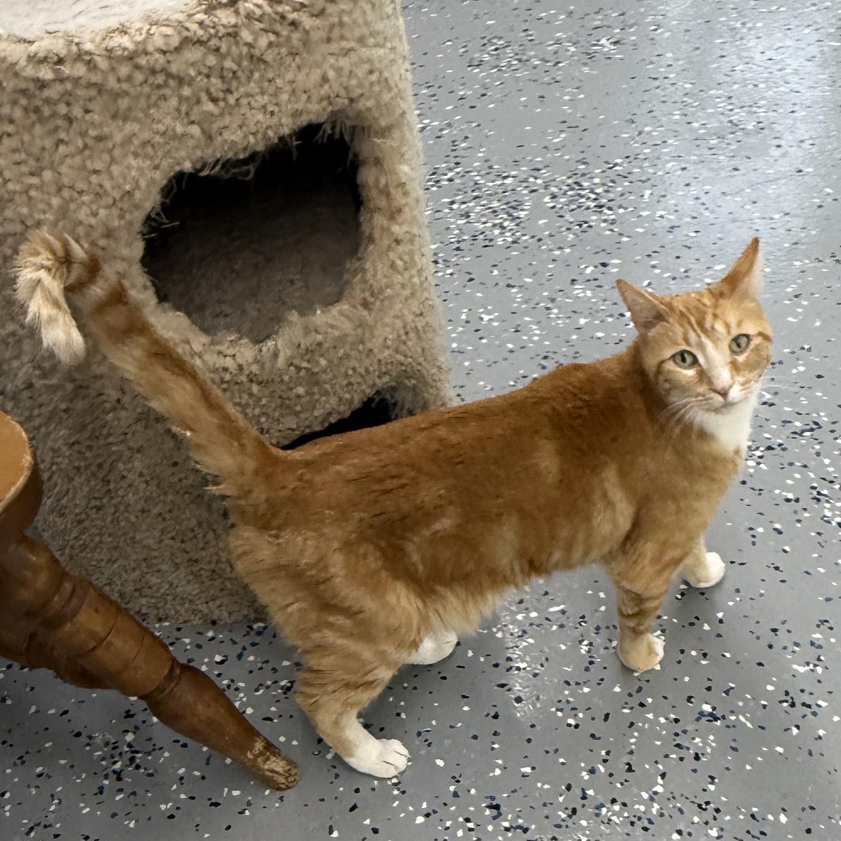 Buddy, an adoptable Domestic Short Hair in Fort Benton, MT, 59442 | Photo Image 2