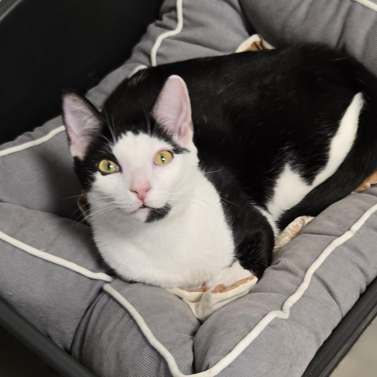 Enlarge Tucker Bonded with Travis, a Adoptable Domestic Short Hair in Warwick, NY image 1/1