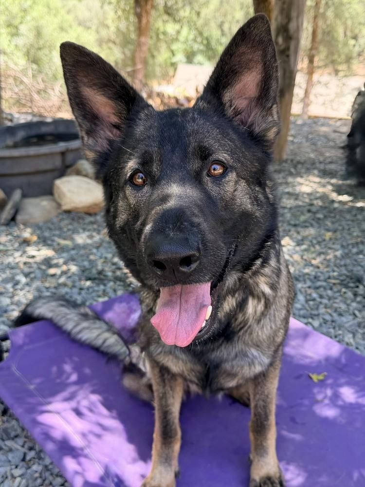 Sig, Adoptable, Adult Female German Shepherd Dog.