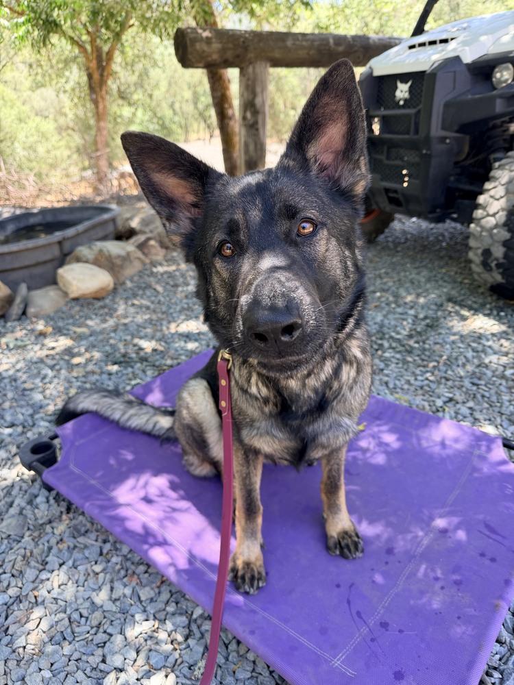 Enlarge Sig, a Adoptable German Shepherd Dog in Shingle Springs, CA image 2/6