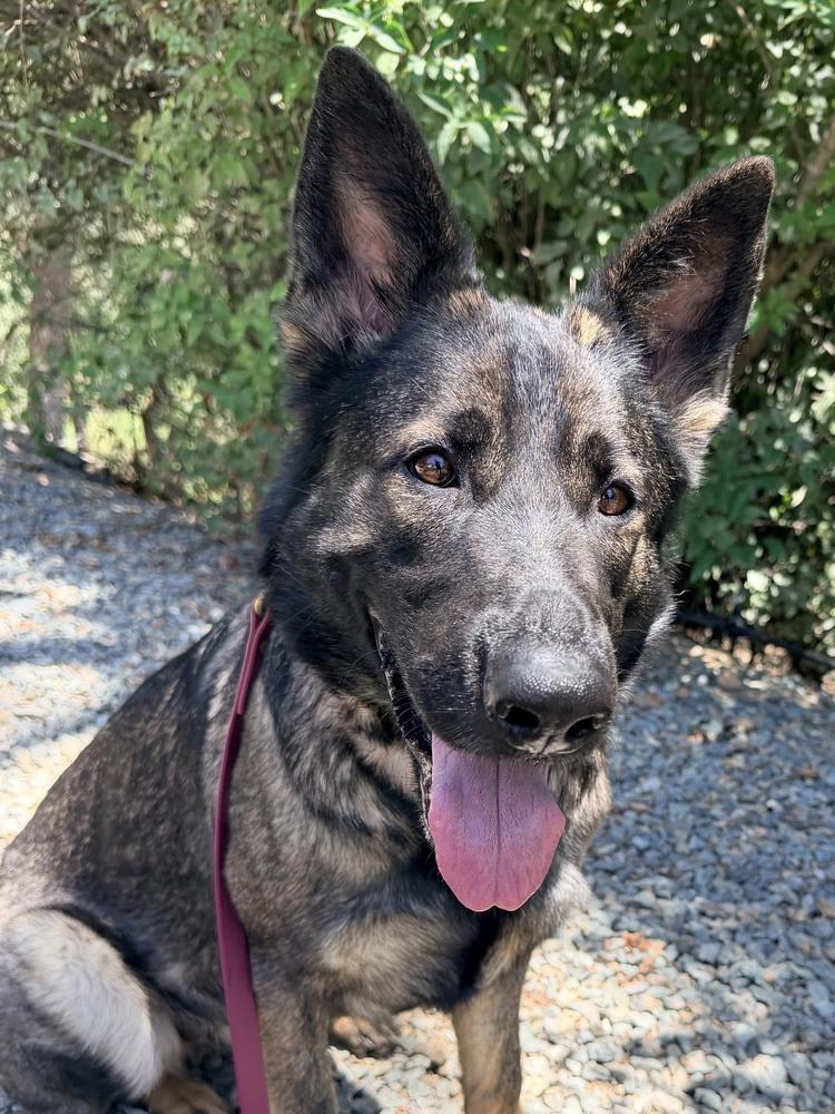 Enlarge Sig, a Adoptable German Shepherd Dog in Shingle Springs, CA image 3/6