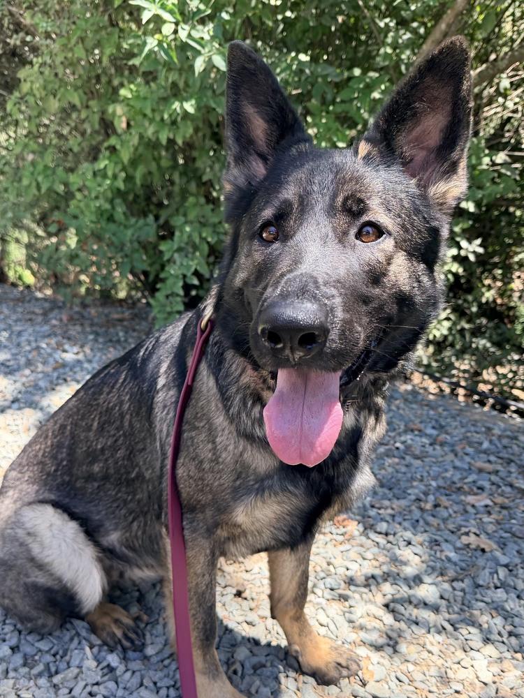 Enlarge Sig, a Adoptable German Shepherd Dog in Shingle Springs, CA image 4/6