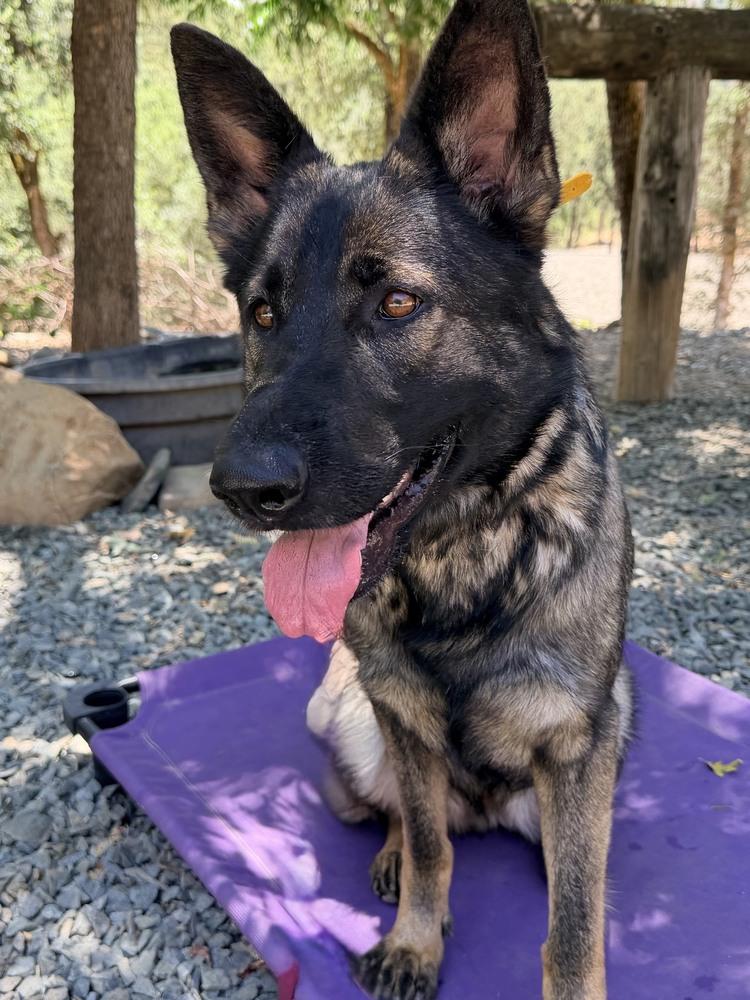 Enlarge Sig, a Adoptable German Shepherd Dog in Shingle Springs, CA image 5/6