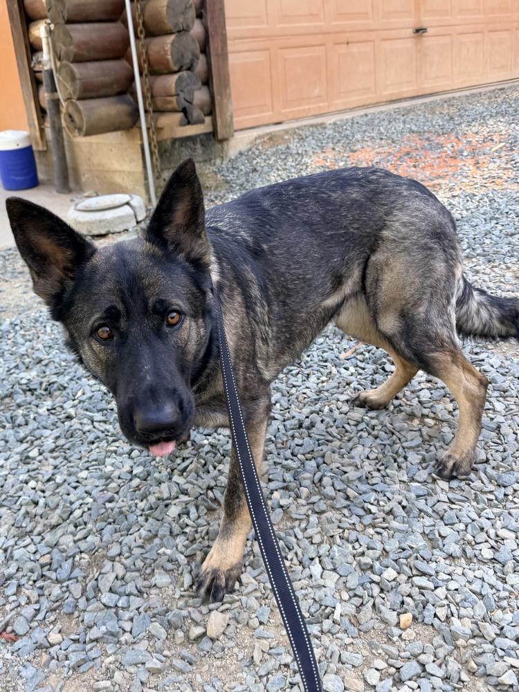 Enlarge Sig, a Adoptable German Shepherd Dog in Shingle Springs, CA image 6/6