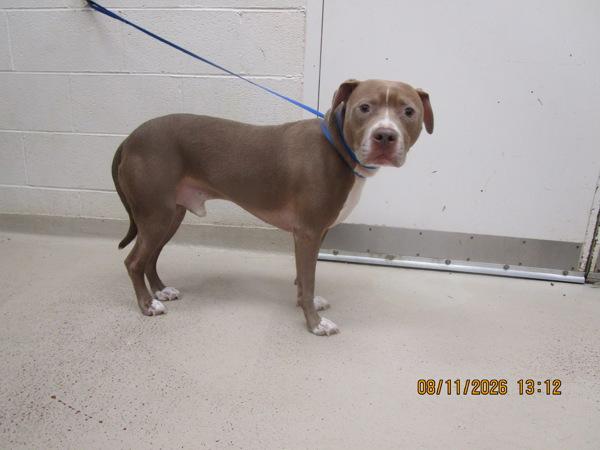Enlarge Tyson(832), a Adoptable mixed breed in Marietta, GA image 1/1