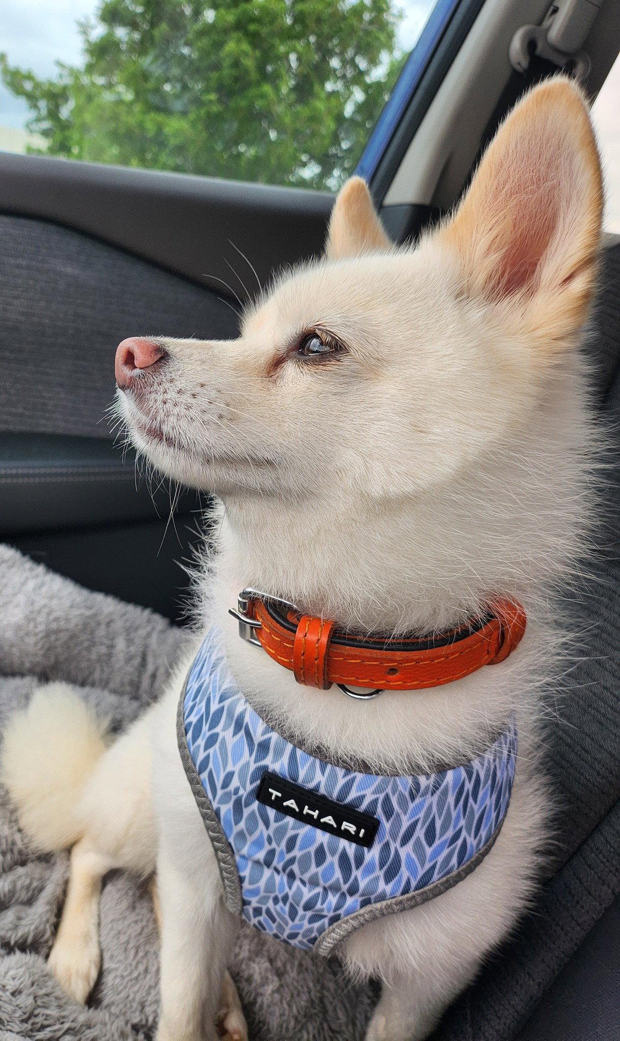 Enlarge Polar, a Adoptable mixed breed in McKinney, TX image 2/3