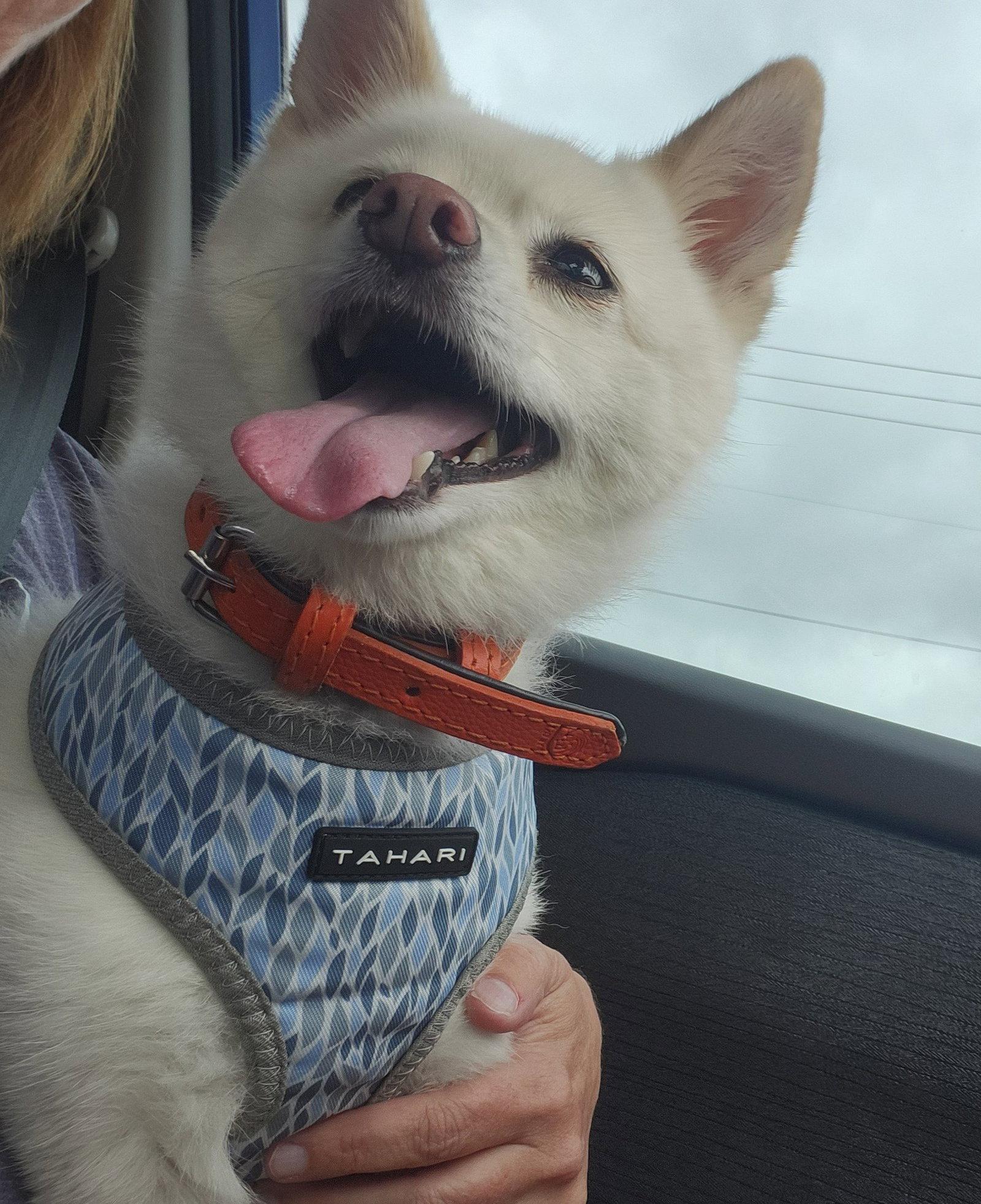 Enlarge Polar, a Adoptable mixed breed in McKinney, TX image 3/3