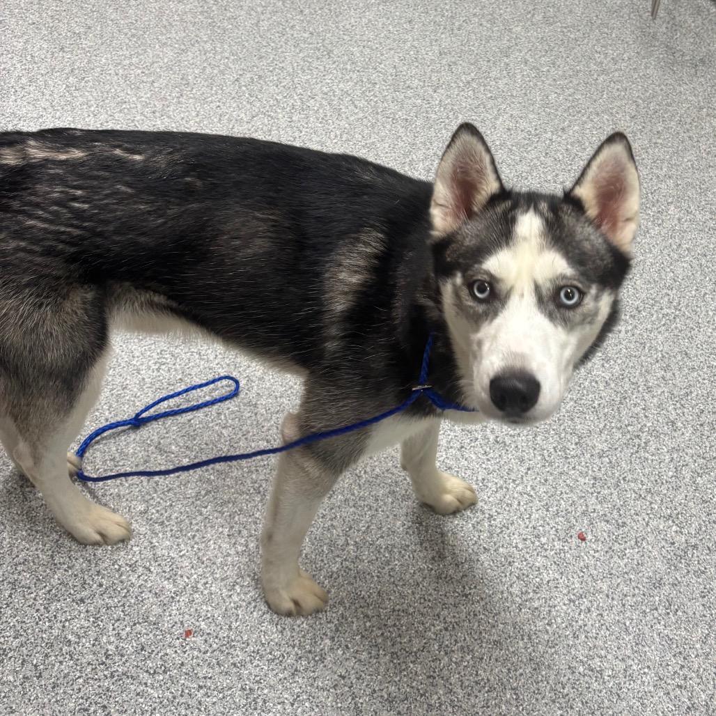 Nix, Adoptable, Adult Male Husky.