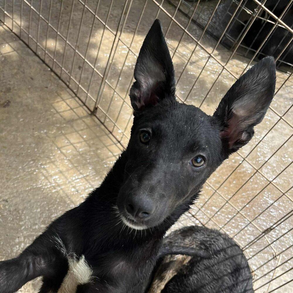 Karma, Adoptable, Puppy Female Labrador Retriever & Mixed Breed.