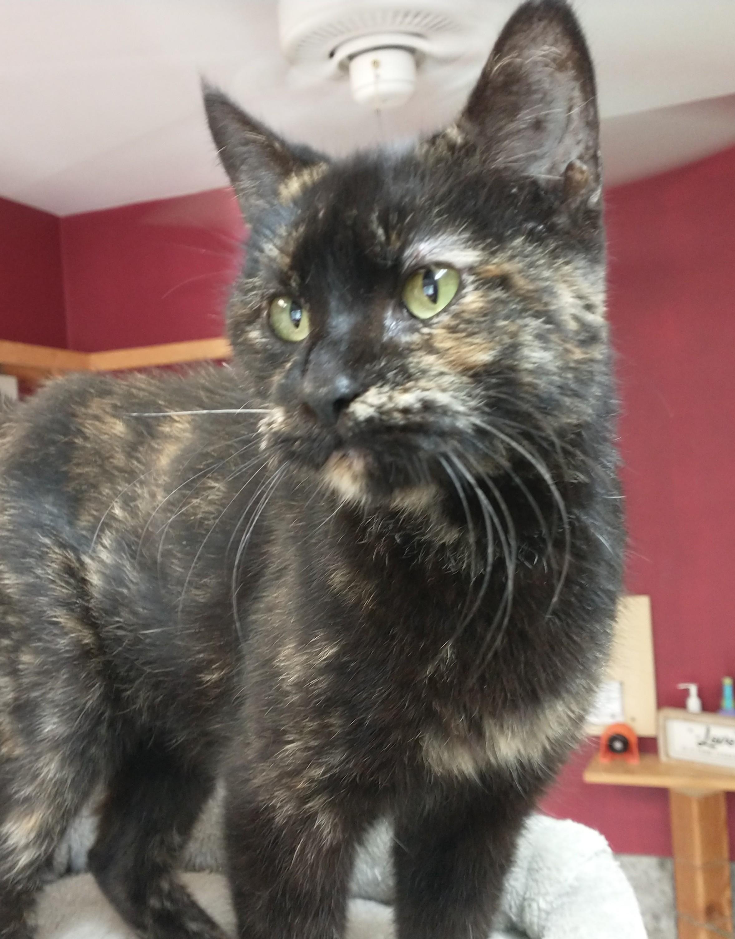 Enlarge Sparta, a Adopted Domestic Short Hair in Tomah, WI image 1/1