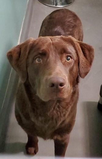 Zeus, ADOPTABLE, Young Male Chocolate Labrador Retriever.