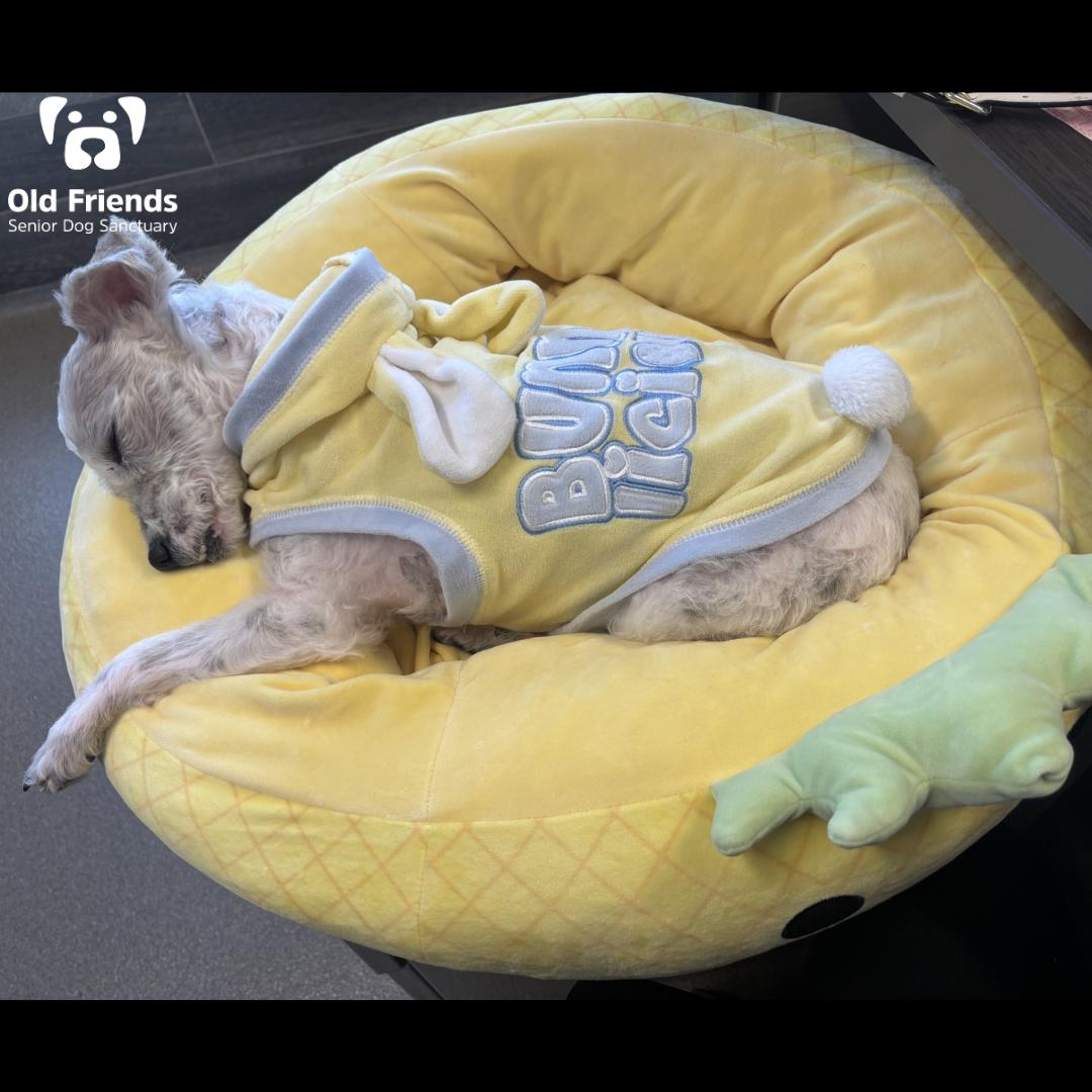 Bugsy, a Adoptable mixed breed in Mount Juliet, TN image 1/2