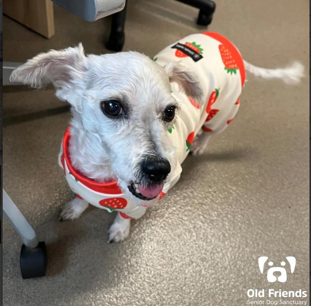 Bugsy, a Adoptable mixed breed in Mount Juliet, TN image 2/2