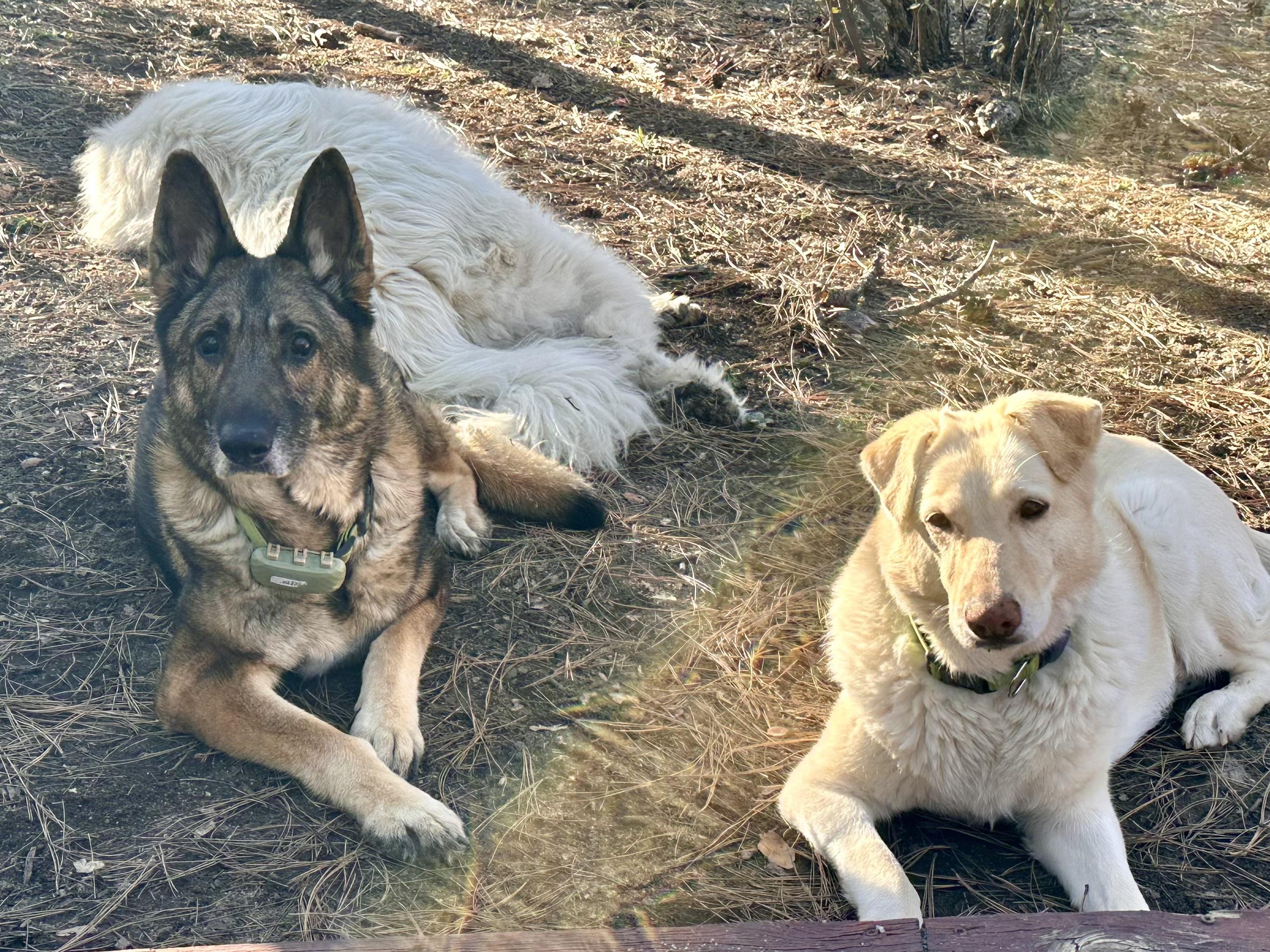 Enlarge Shania - ready to walk right into your heart., a ADOPTABLE German Shepherd Dog in Prescott, AZ image 3/3