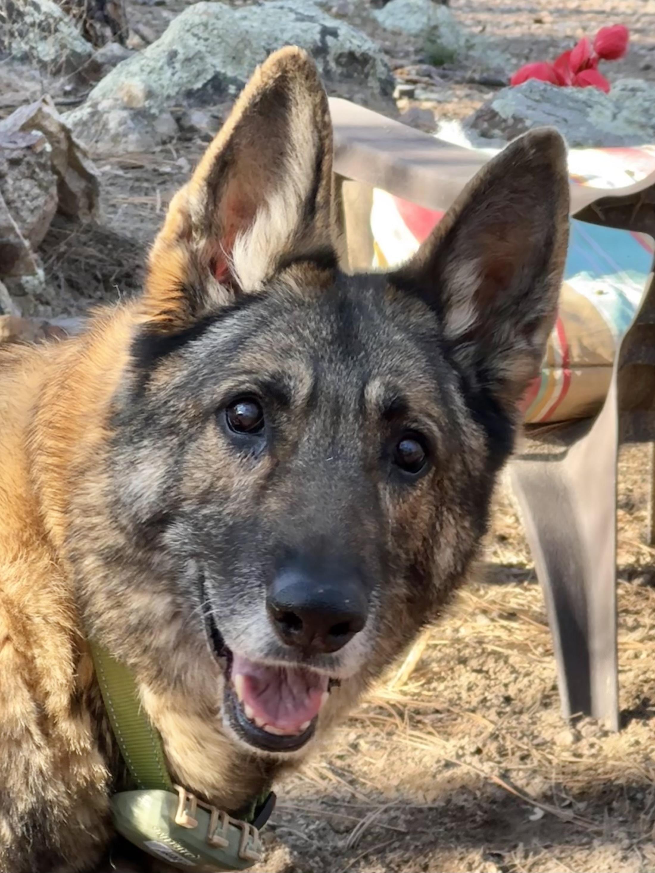 Enlarge Shania - ready to walk right into your heart., a ADOPTABLE German Shepherd Dog in Prescott, AZ image 1/3