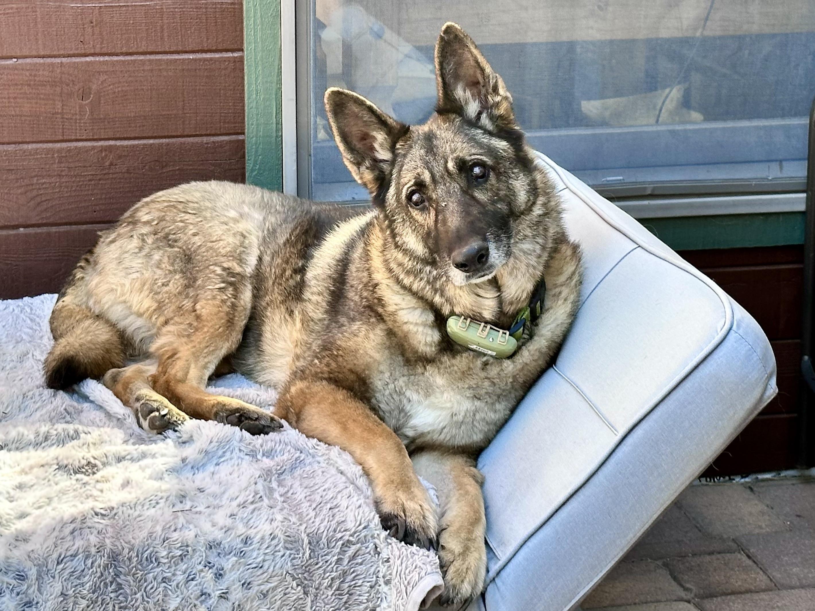 Enlarge Shania - ready to walk right into your heart., a ADOPTABLE German Shepherd Dog in Prescott, AZ image 2/3