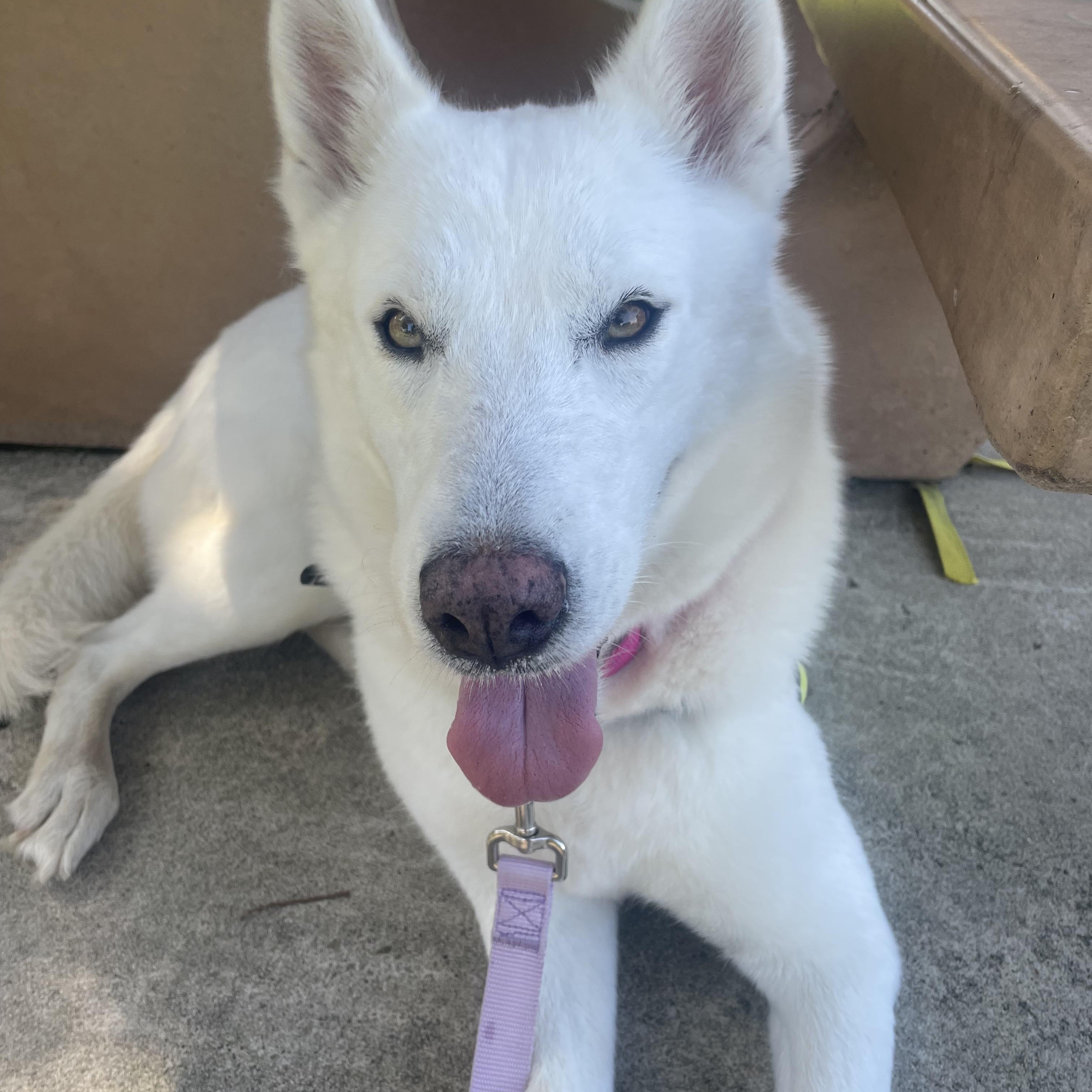 Enlarge Jasmine, a Adopted mixed breed in Torrance, CA image 1/6