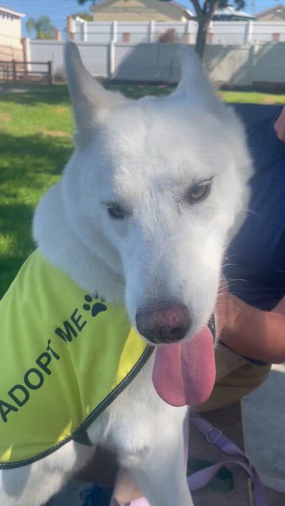 Enlarge Jasmine, a Adopted mixed breed in Torrance, CA video 6/6