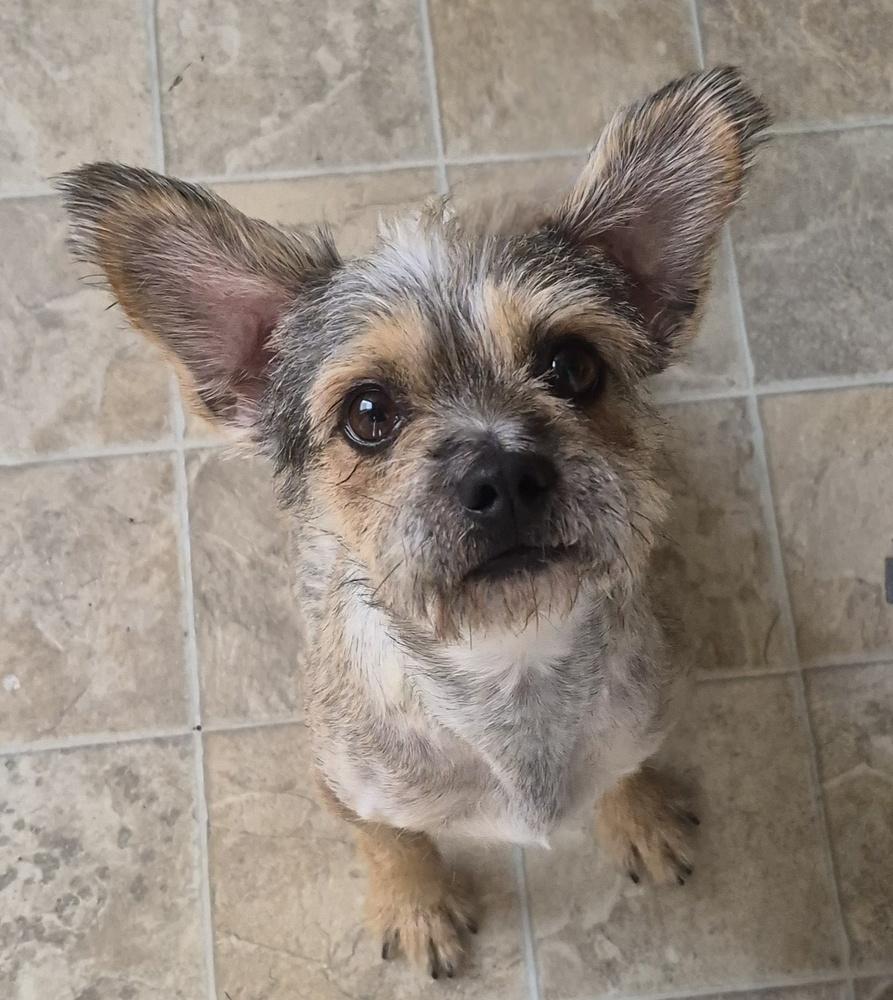 Enlarge Conway, a Adoptable mixed breed in Plymouth, MI image 3/3