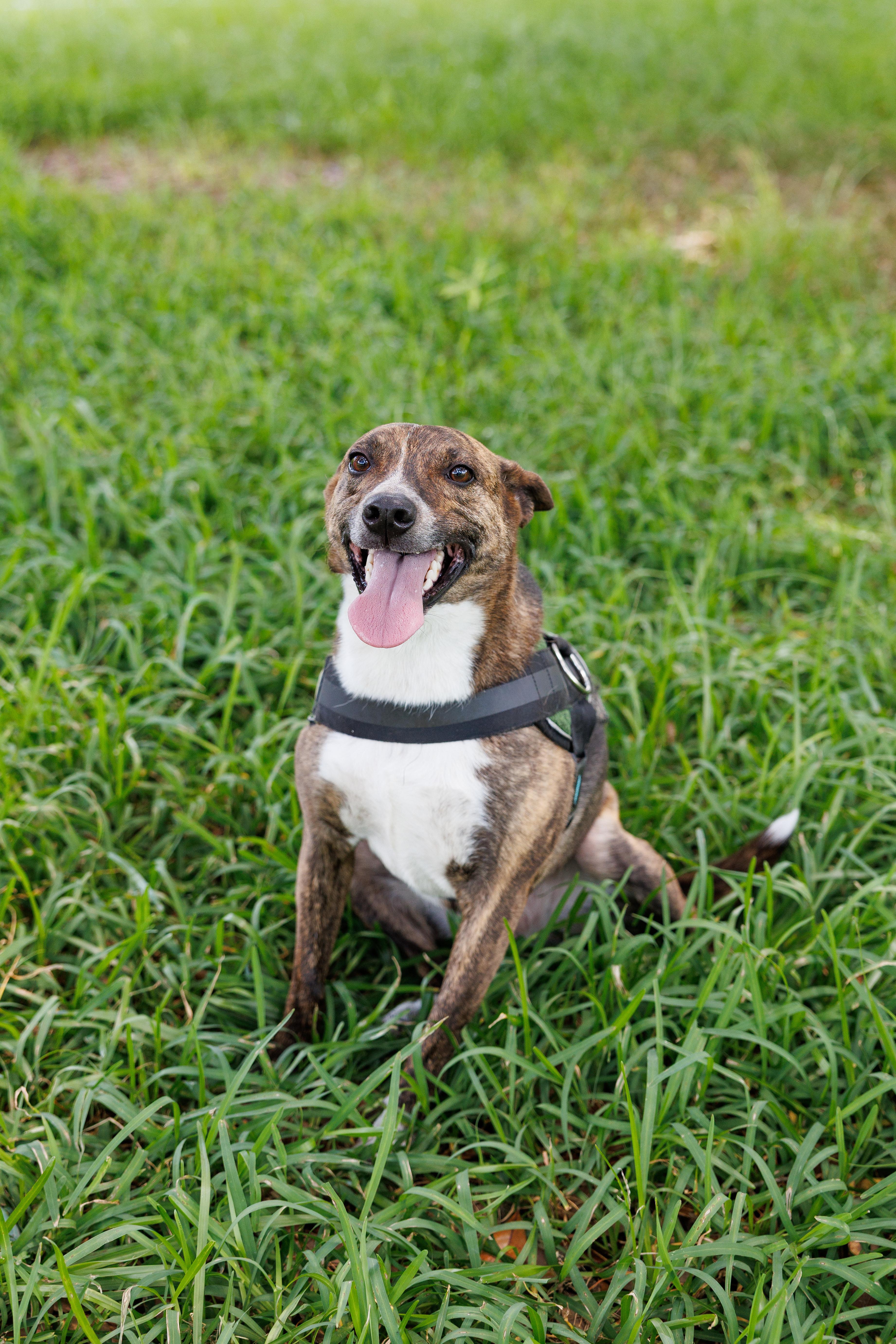 Enlarge Ferris, a Adoptable mixed breed in Madison , MS image 2/3