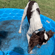 Enlarge Oliver - 10753- FL, a Adopted Brittany Spaniel in Palm Springs, FL image 1/11