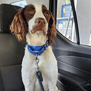 Oliver - 10753- FL, Adopted, Adult Male Brittany Spaniel.
