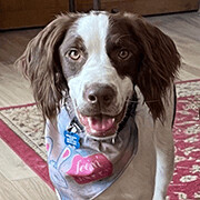 Oliver - 10753- FL, Adopted, Adult Male Brittany Spaniel.