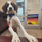 Enlarge Oliver - 10753- FL, a Adopted Brittany Spaniel in Palm Springs, FL image 4/11