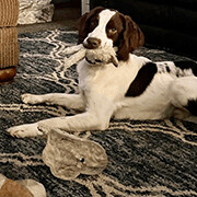 Enlarge Oliver - 10753- FL, a Adopted Brittany Spaniel in Palm Springs, FL image 5/11