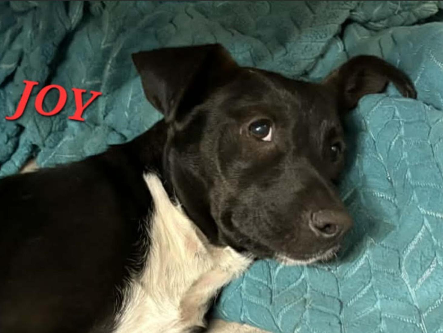 Joy Jazzy thumbnail 2