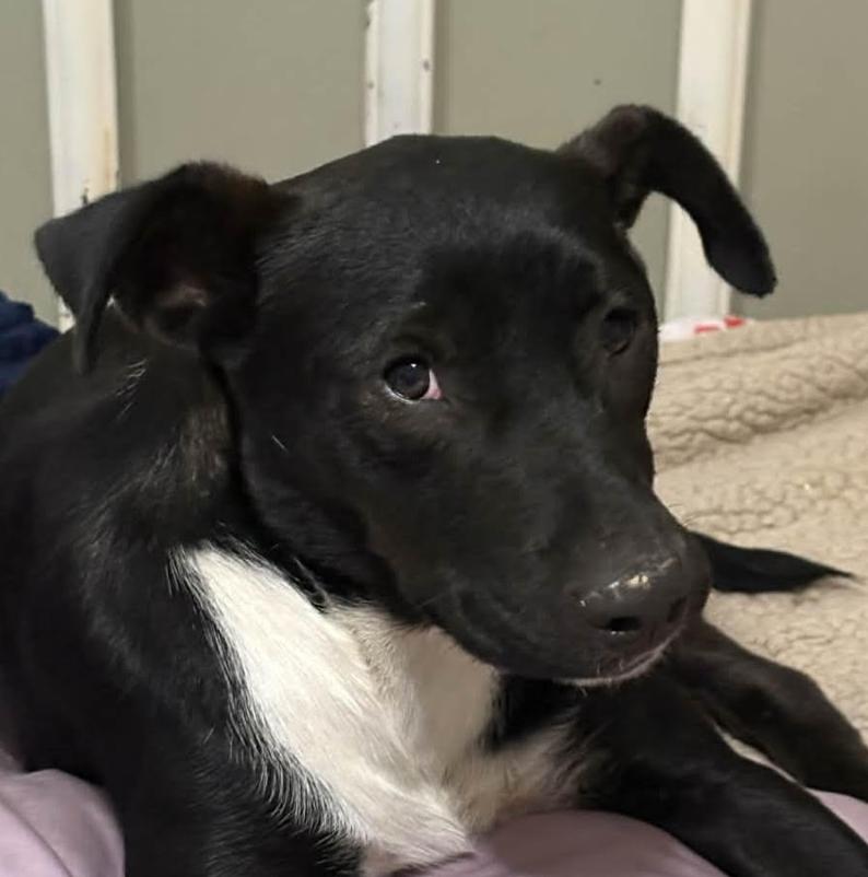 Joy Jazzy thumbnail 3