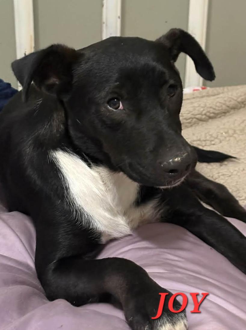 Joy Jazzy thumbnail 4