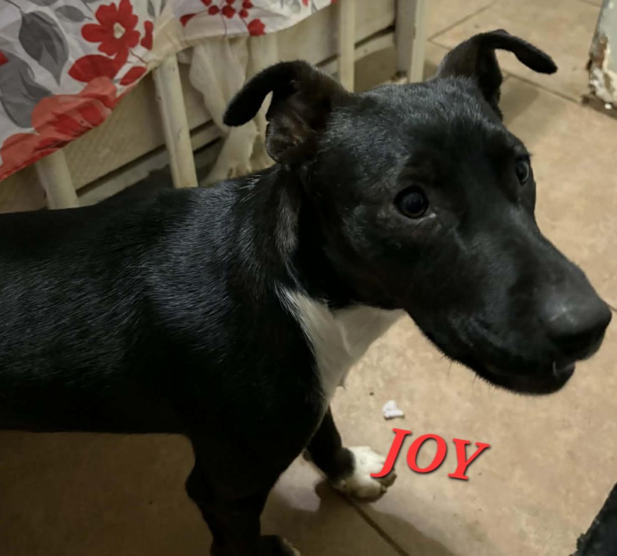 Joy Jazzy thumbnail 5