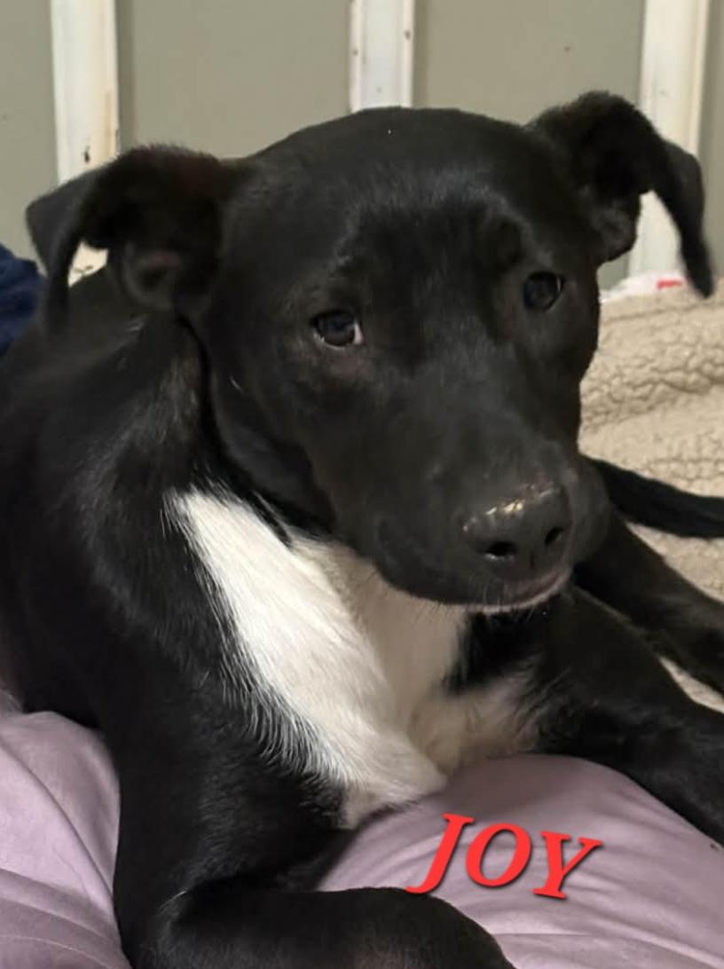 Joy Jazzy thumbnail 6