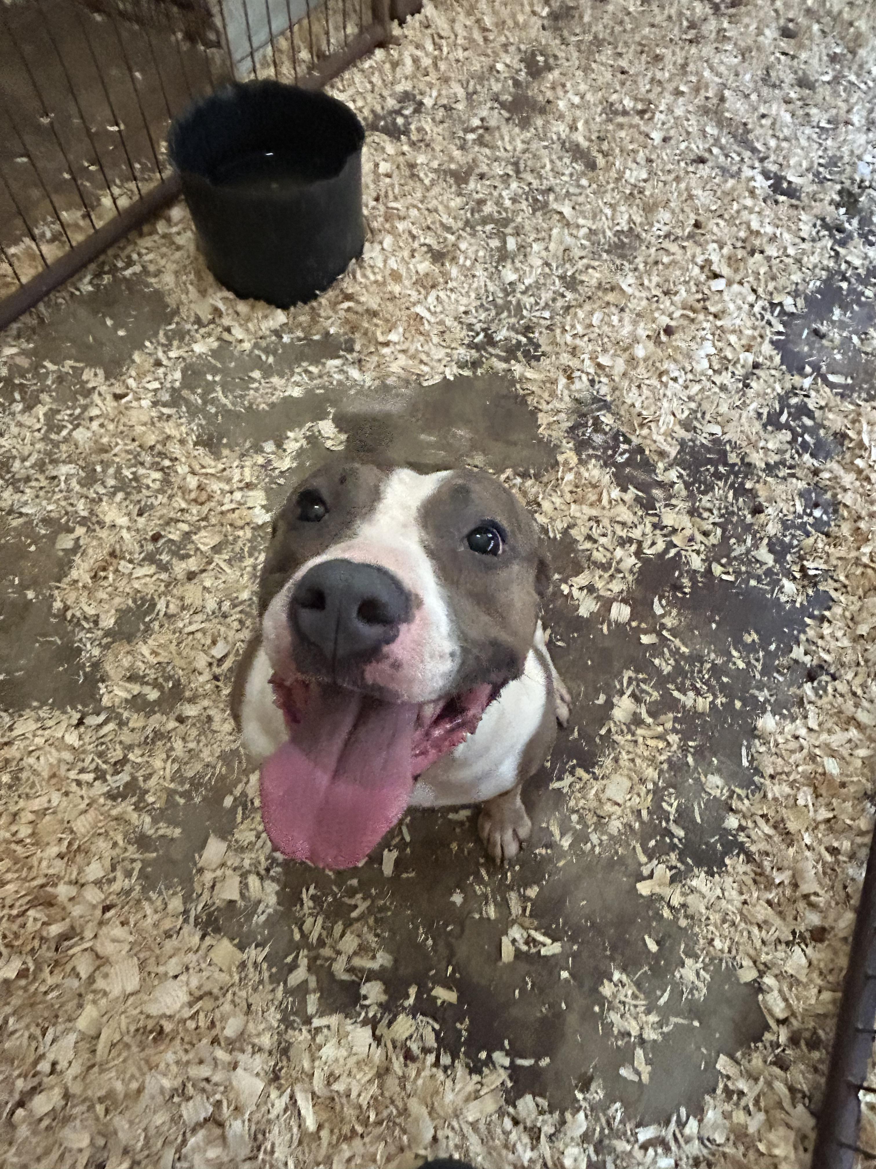 Amari, a Adoptable mixed breed in Greenfield, TN image 1/3