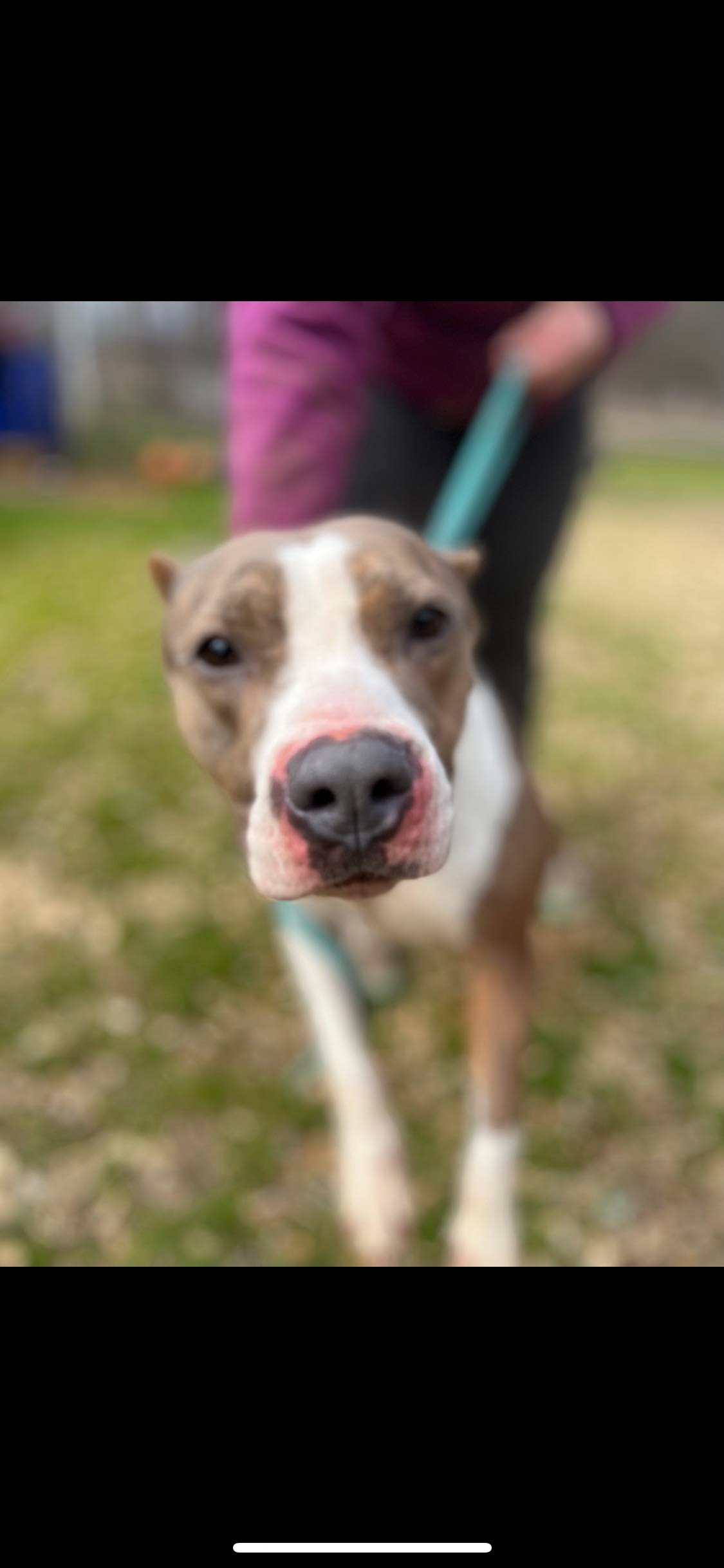 Amari, a Adoptable mixed breed in Greenfield, TN image 2/3