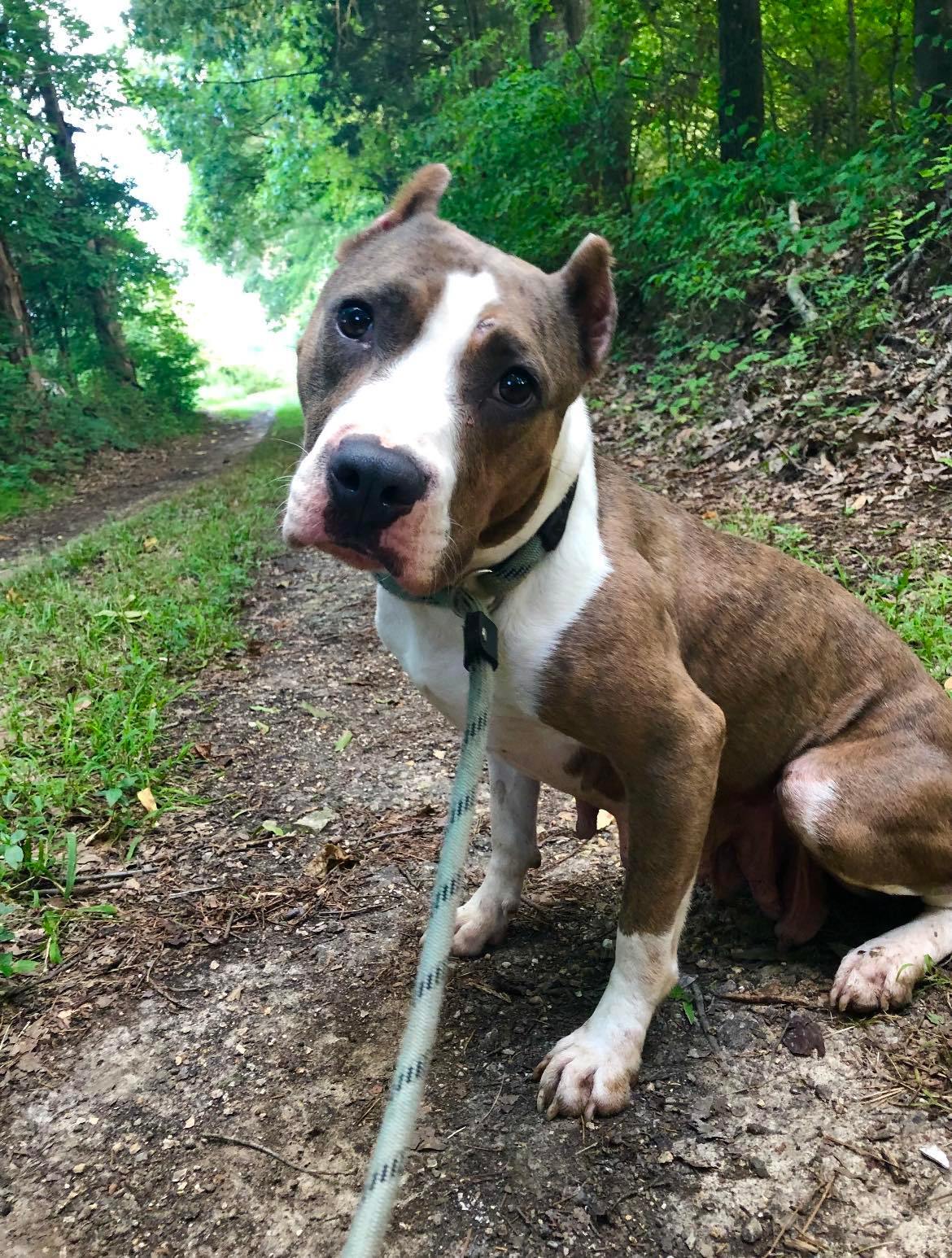 Amari, a Adoptable mixed breed in Greenfield, TN image 3/3
