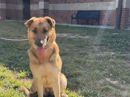 Funnel Cake, Adoptable, Adult Female Shepherd & Mixed Breed.