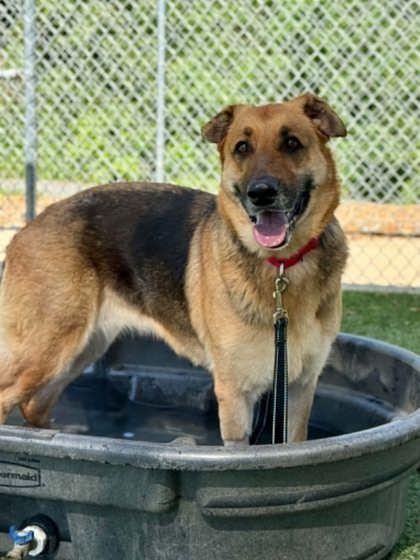 Enlarge Funnel Cake, a Adoptable mixed breed in Gastonia, NC image 2/3