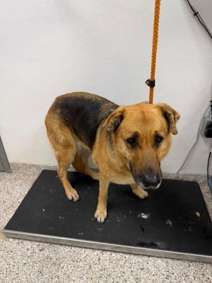 Enlarge Funnel Cake, a Adoptable mixed breed in Gastonia, NC image 3/3